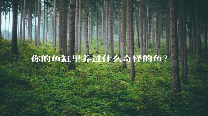 你的鱼缸里养过什么奇怪的鱼？